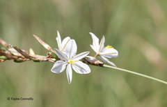 Chlorophytum fasciculatum