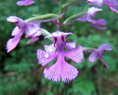 Platanthera peramoena
