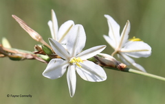 Chlorophytum fasciculatum