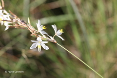Chlorophytum fasciculatum