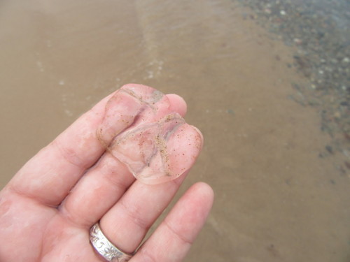 Staurostoma mertensii