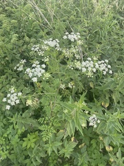 Chaerophyllum bulbosum