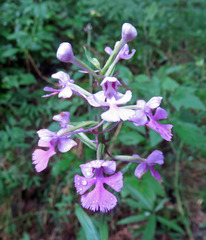 Platanthera peramoena