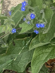 Pentaglottis sempervirens
