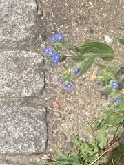 Pentaglottis sempervirens