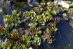 Salvinia molesta
