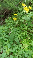 Crepis paludosa