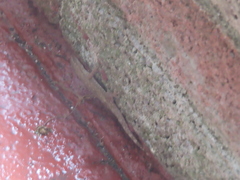 Hemidactylus bowringii