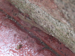 Hemidactylus bowringii