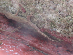 Hemidactylus bowringii