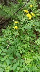 Crepis paludosa