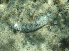 Holothuria poli