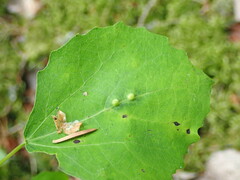 Harmandiola globuli