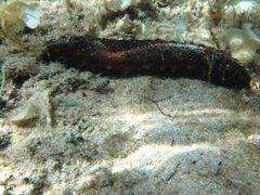 Holothuria poli