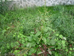 Rumex obtusifolius silvestris
