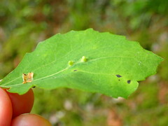 Harmandiola globuli