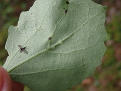 Harmandiola globuli