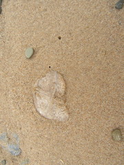 Staurostoma mertensii