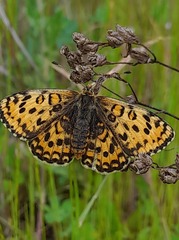Melitaea trivia