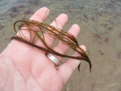 Desmarestia aculeata