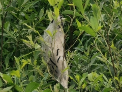 Eriogaster lanestris