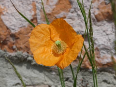 Papaver atlanticum