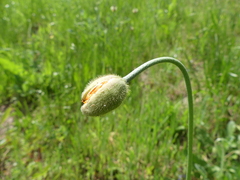 Papaver atlanticum