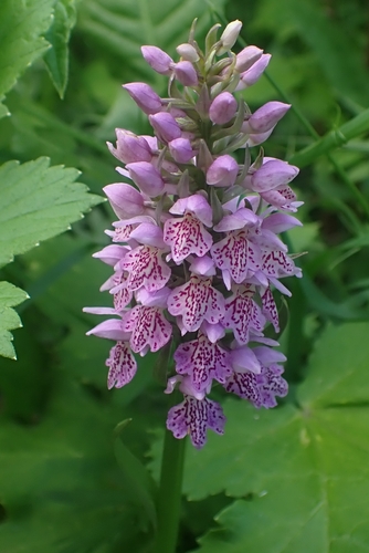 Image of Dactylorhiza sibirica by (c) Pavel Borodin, some rights reserved (CC BY)