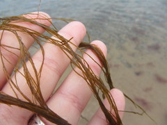 Desmarestia aculeata