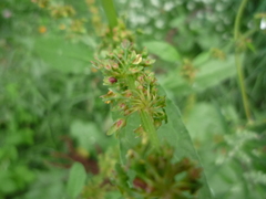 Rumex obtusifolius silvestris