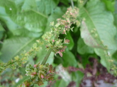 Rumex obtusifolius silvestris