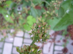 Rumex obtusifolius silvestris