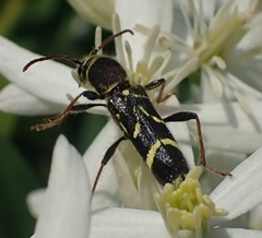 Cyrtoclytus capra