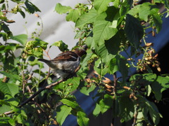 Passer domesticus