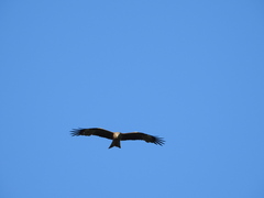 Milvus migrans