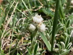 Antennaria carpatica