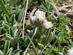 Antennaria carpatica