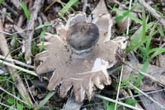 Geastrum pectinatum
