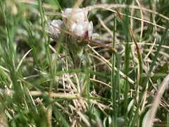 Antennaria carpatica
