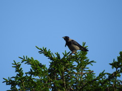 Corvus cornix