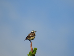 Saxicola rubetra