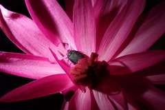 Coleoptera