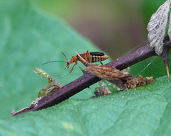 Cultellunguis larvalis