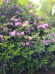 Rhododendron ponticum