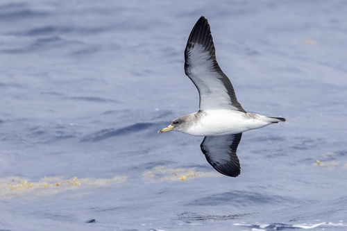 Cory's Shearwater