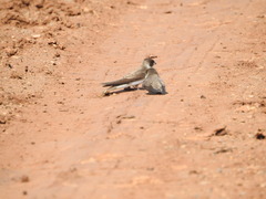 Riparia riparia