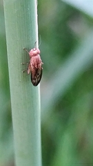 Opomyza germinationis