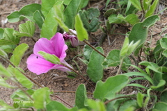 Ipomoea oblongata