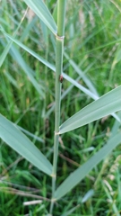 Opomyza germinationis
