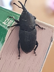 Scyphophorus acupunctatus